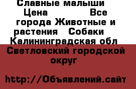 Славные малыши! › Цена ­ 10 000 - Все города Животные и растения » Собаки   . Калининградская обл.,Светловский городской округ 